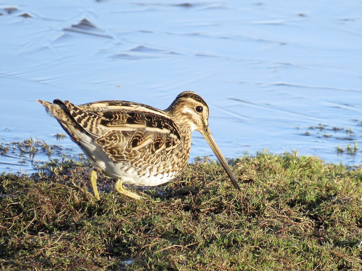 Common Snipe - Simon Pearce