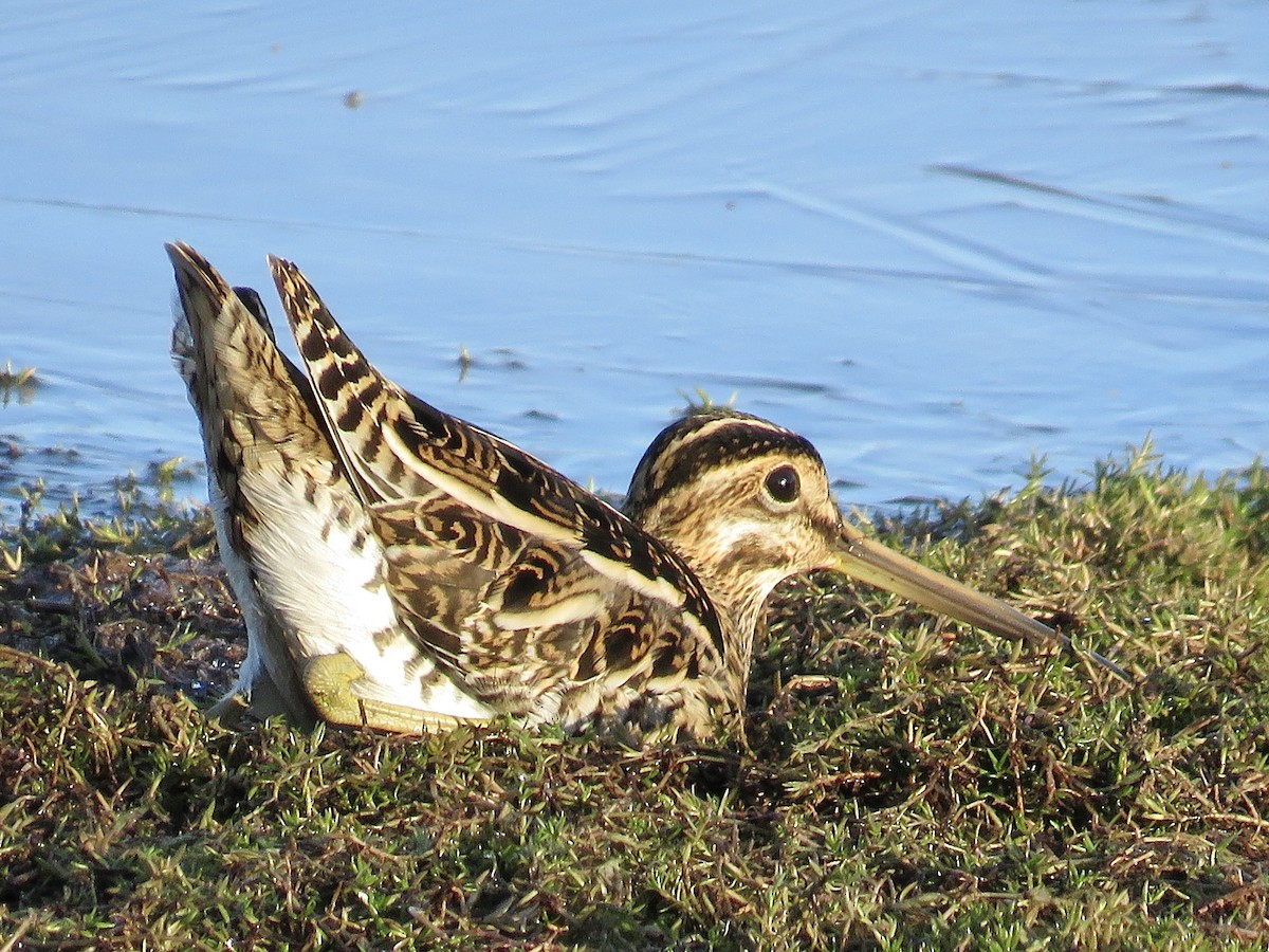 Common Snipe - Simon Pearce