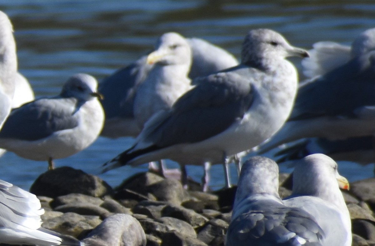 Iceland Gull - ML610553455