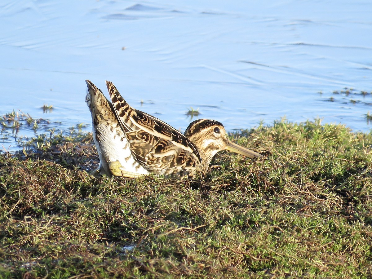 Common Snipe - Simon Pearce