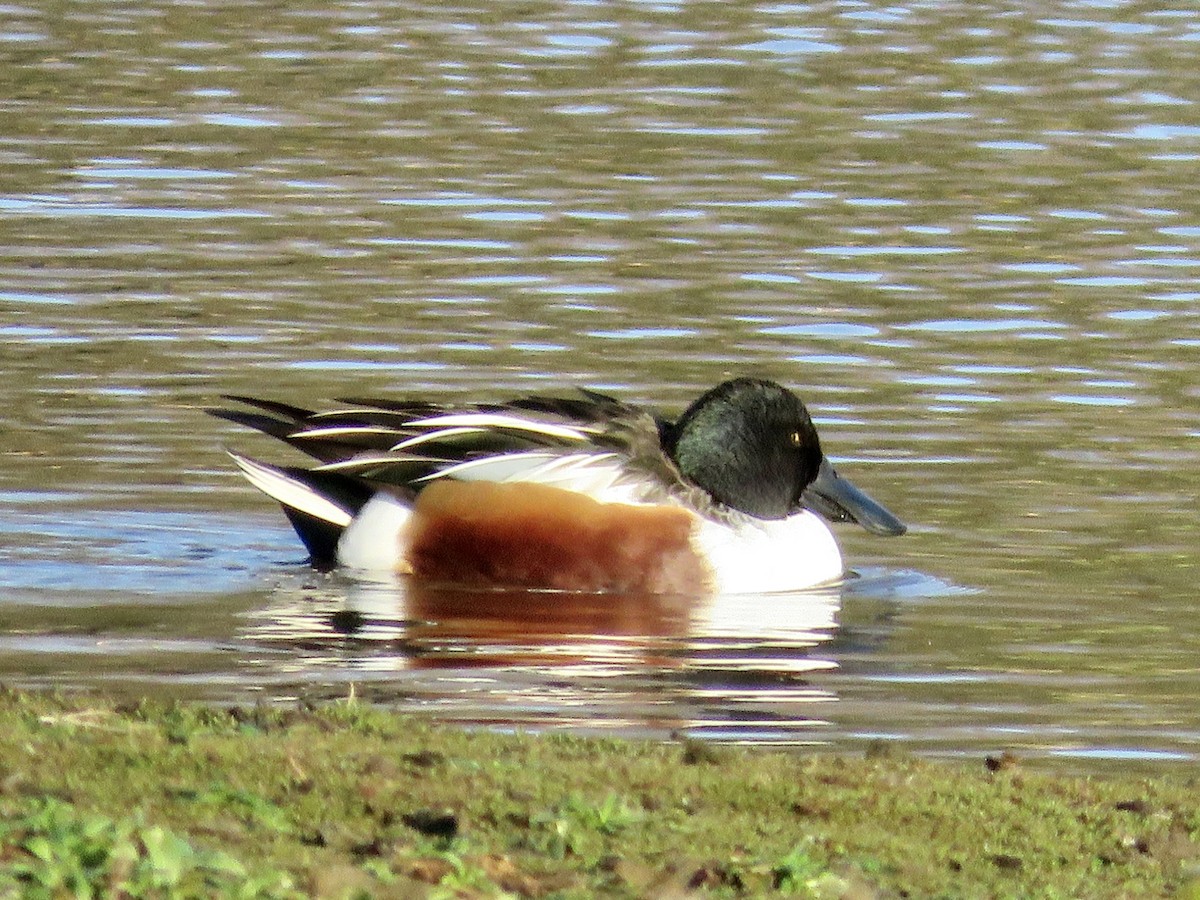 Northern Shoveler - Simon Pearce