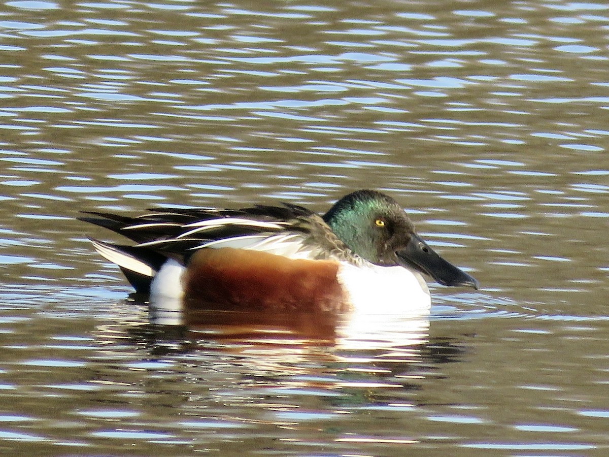 Northern Shoveler - ML610553498