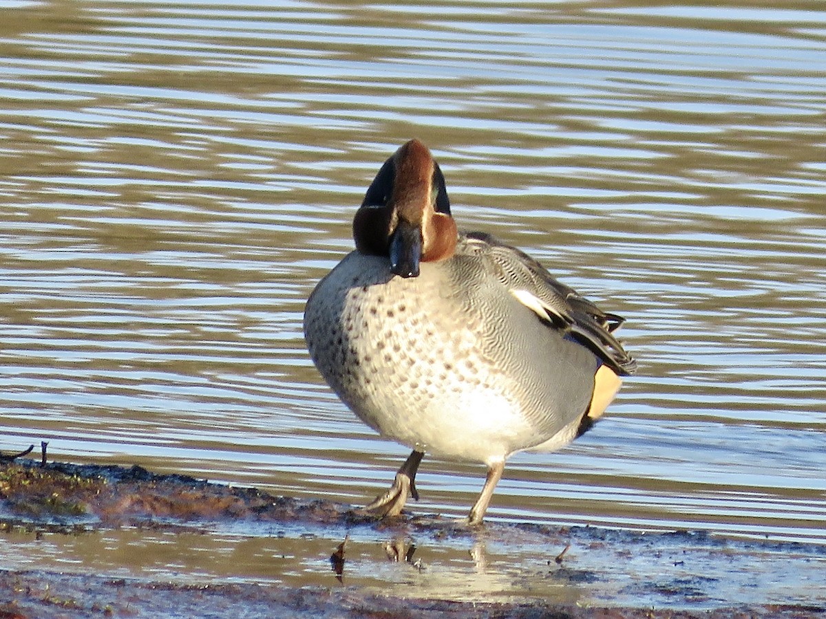 Green-winged Teal (Eurasian) - Simon Pearce