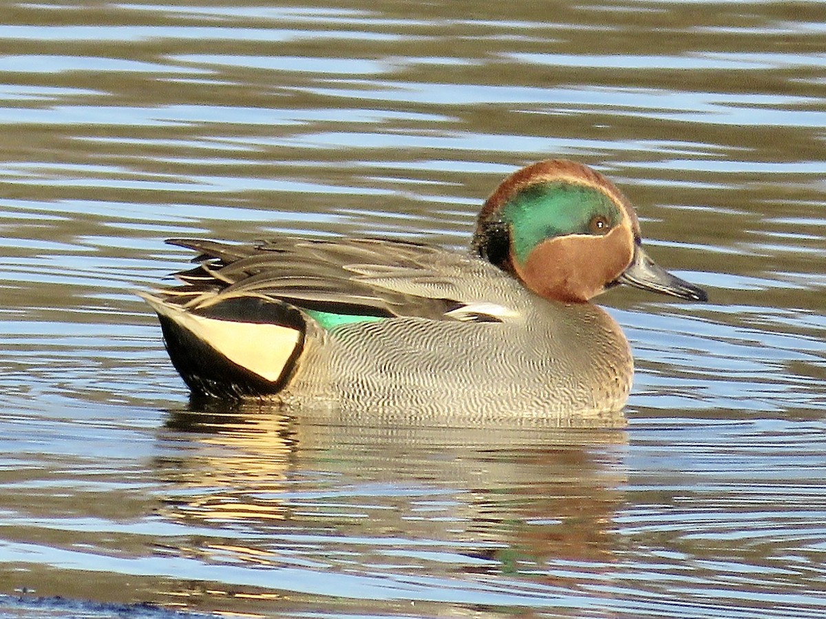 Green-winged Teal (Eurasian) - Simon Pearce