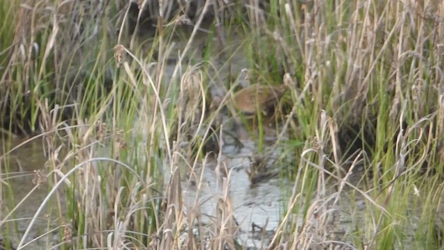 斑胸秧雞 - ML610553536