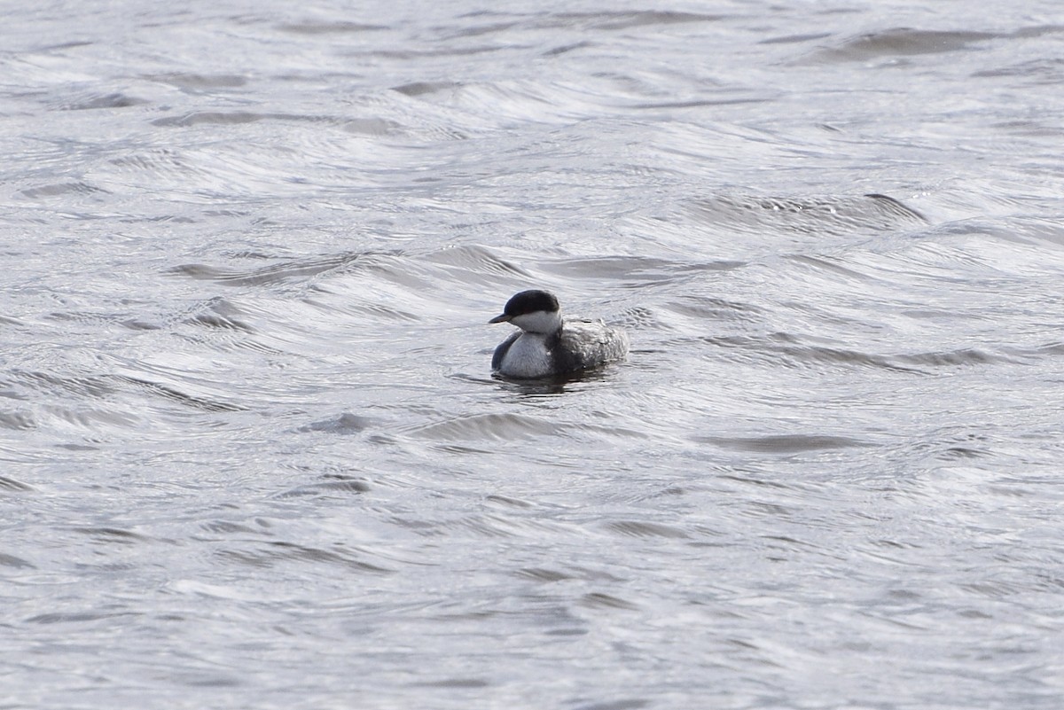 Horned Grebe - Renee Levesque