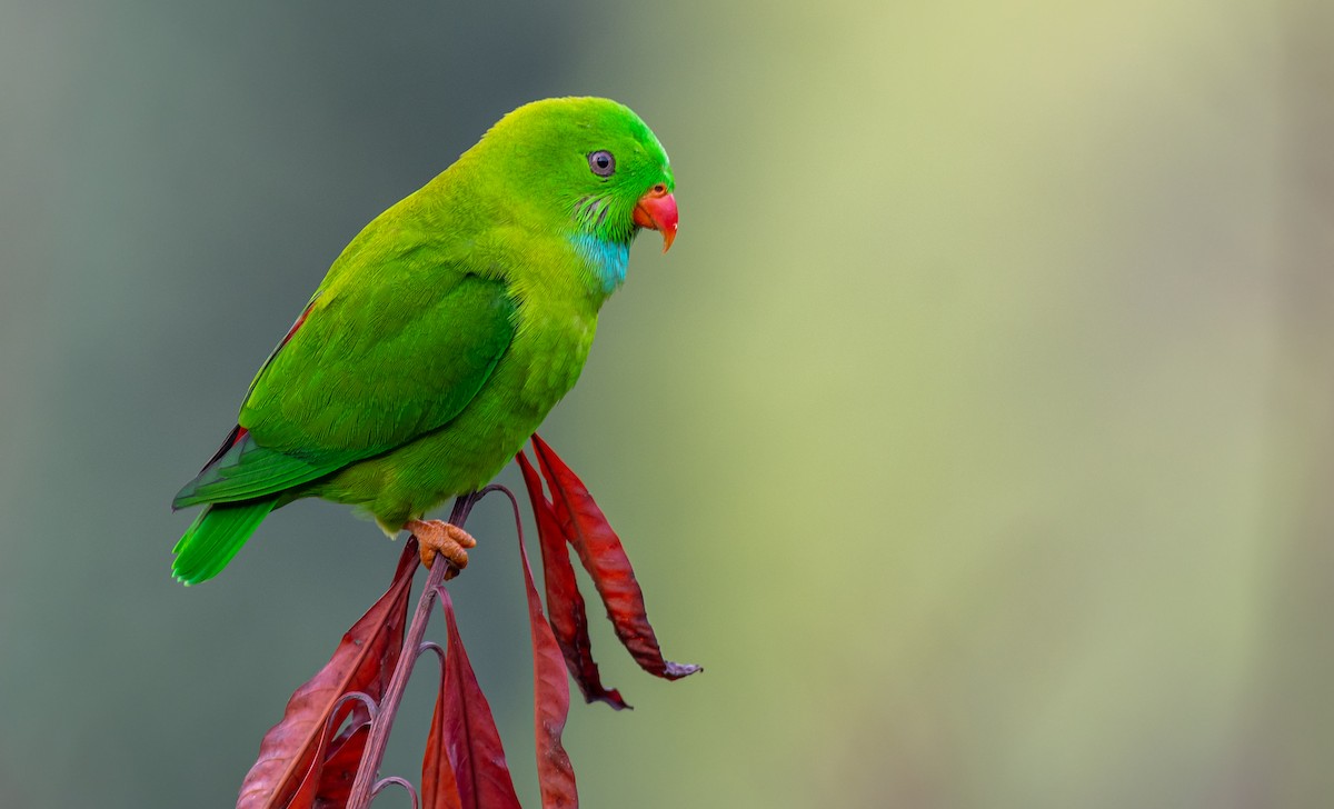 Vernal Hanging-Parrot - ML610553731