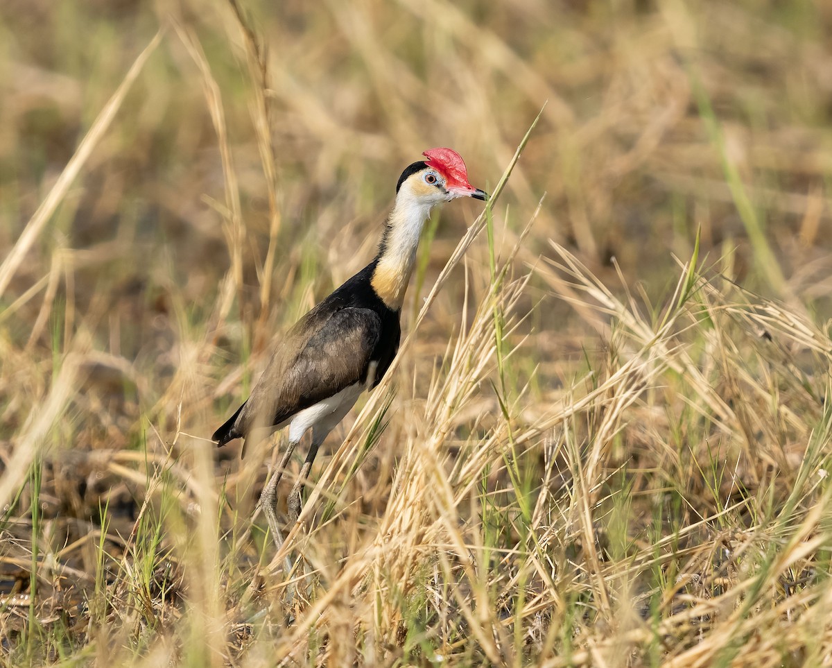 Comb-crested Jacana - ML610553766