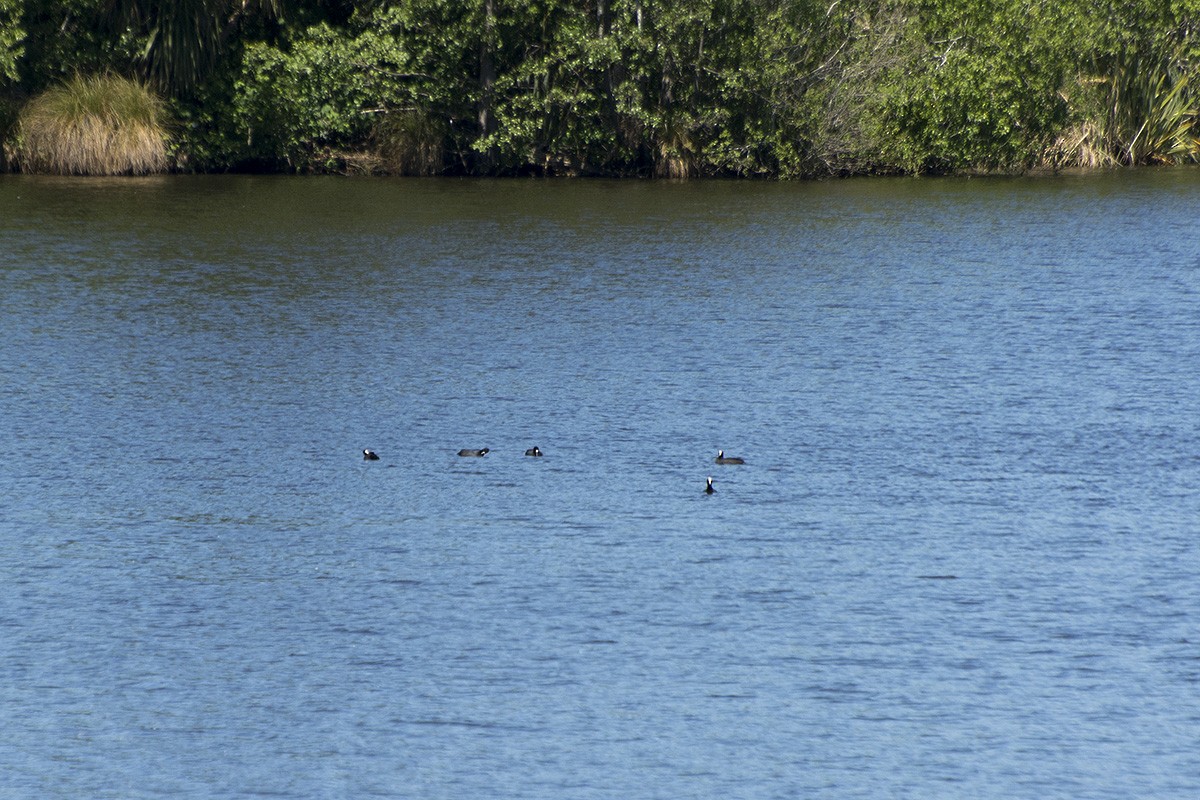 Eurasian Coot - ML610553793