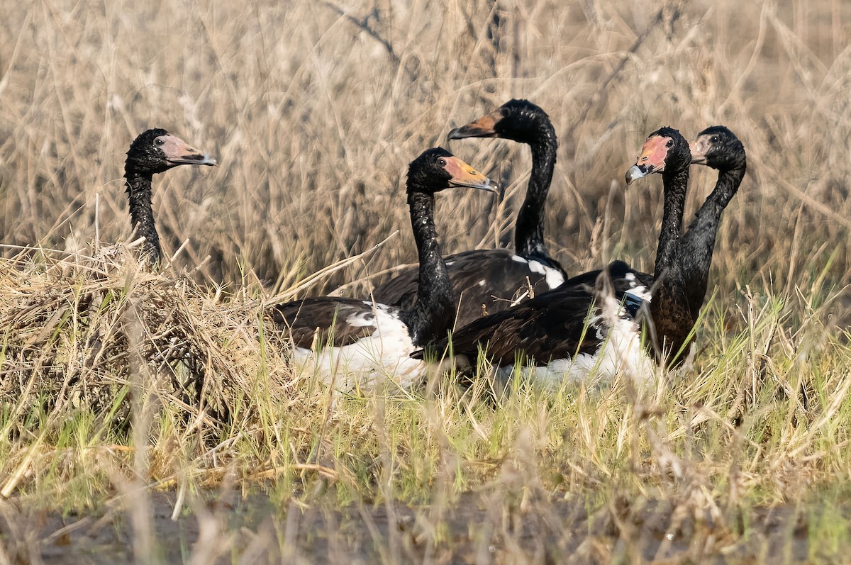 Magpie Goose - ML610553811