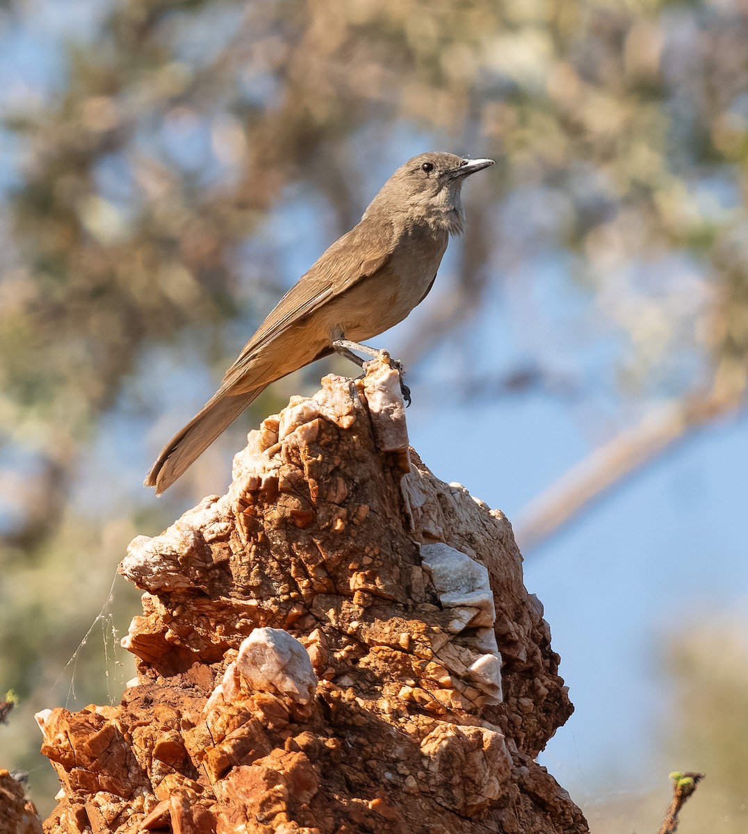 Sandstone Shrikethrush - Simon Colenutt