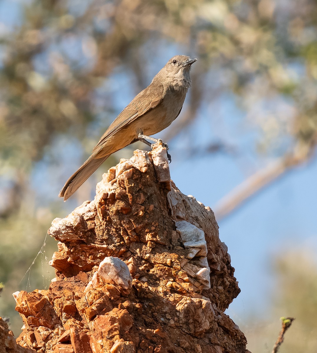 Sandstone Shrikethrush - Simon Colenutt