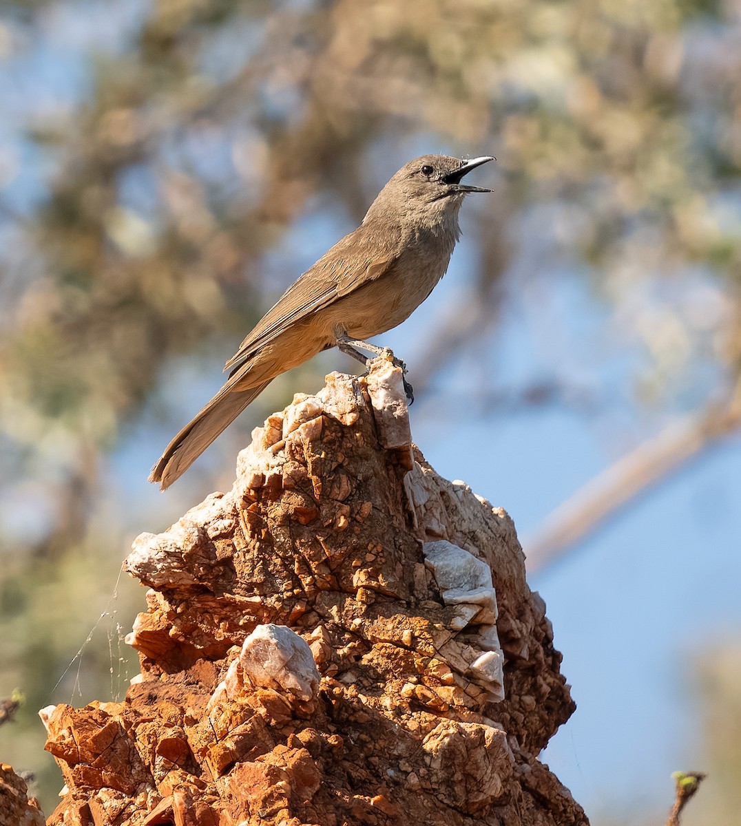 Sandstone Shrikethrush - Simon Colenutt