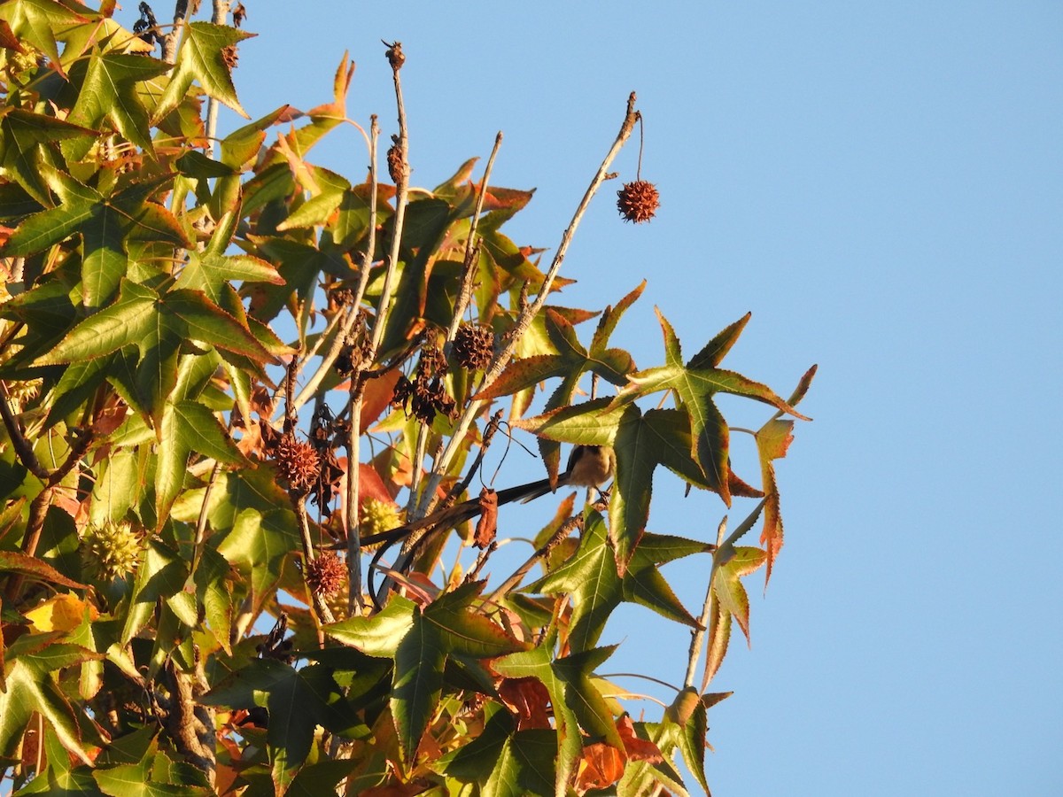 vdovka černobílá - ML610553942