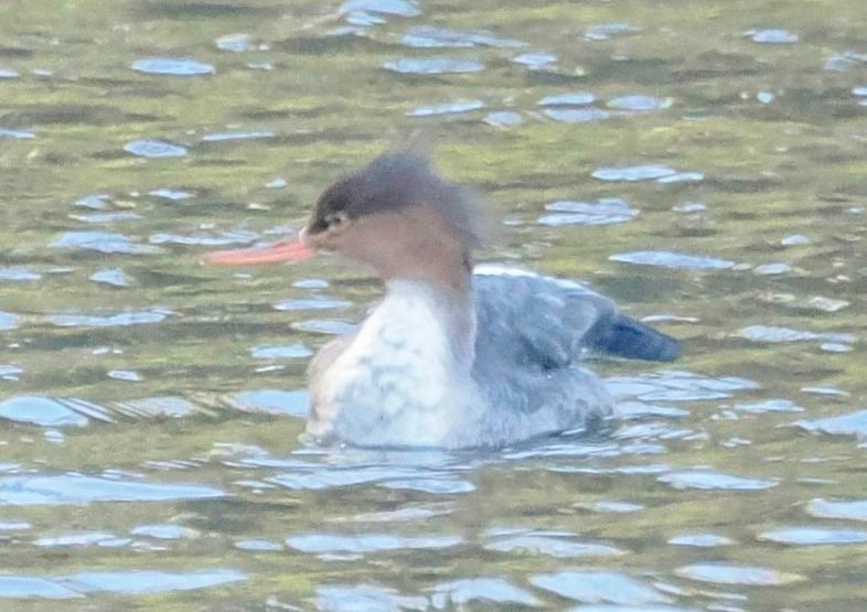 Red-breasted Merganser - ML610553943