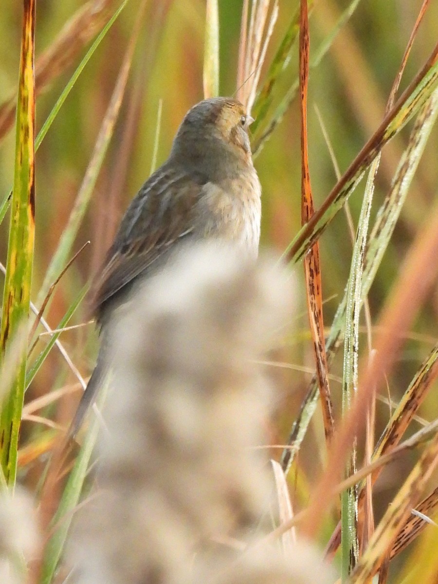 Nelson's Sparrow (Atlantic Coast) - Jenny Marichal