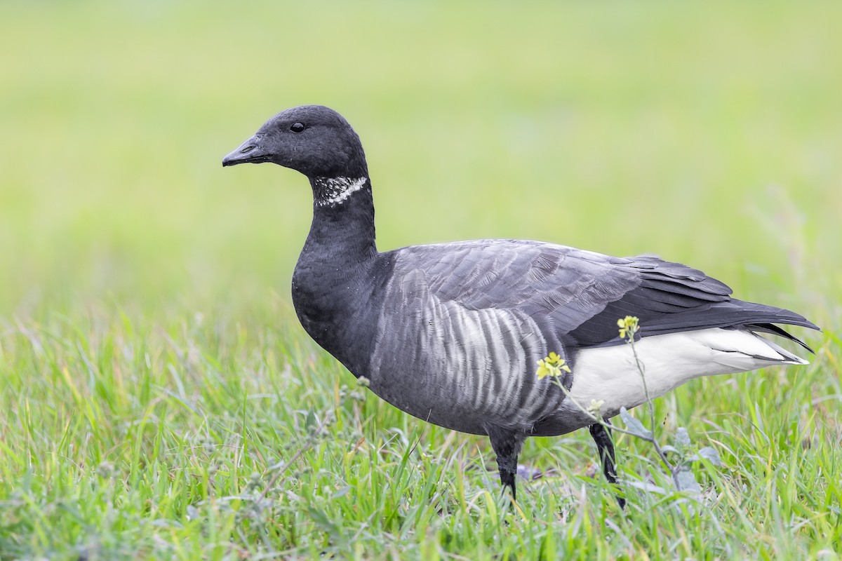 Brant (Dark-bellied) - Marcin Dyduch