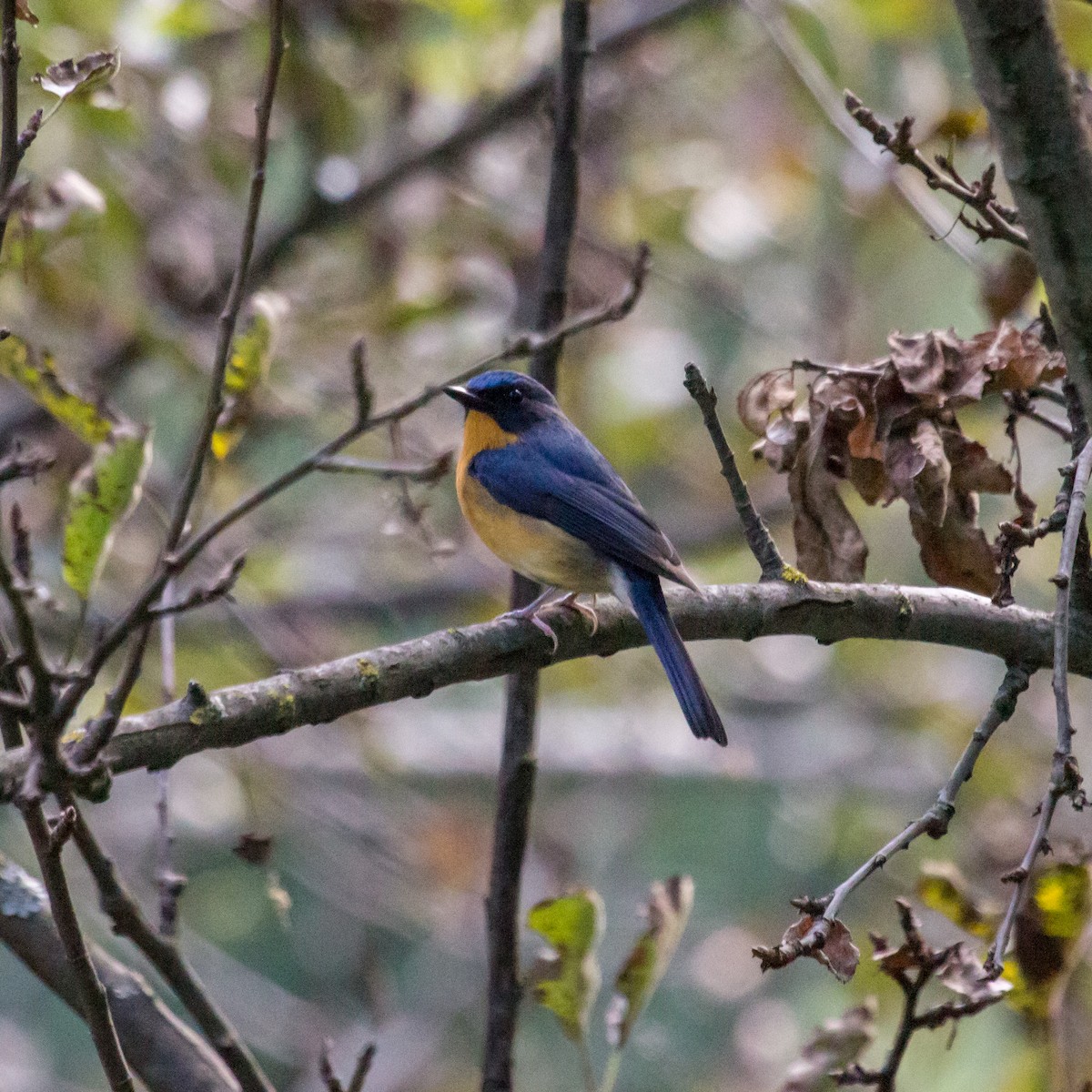 Hill Blue Flycatcher - ML610554088