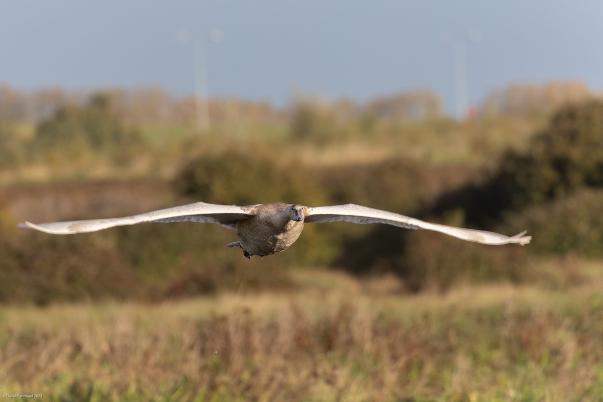 Mute Swan - ML610554102