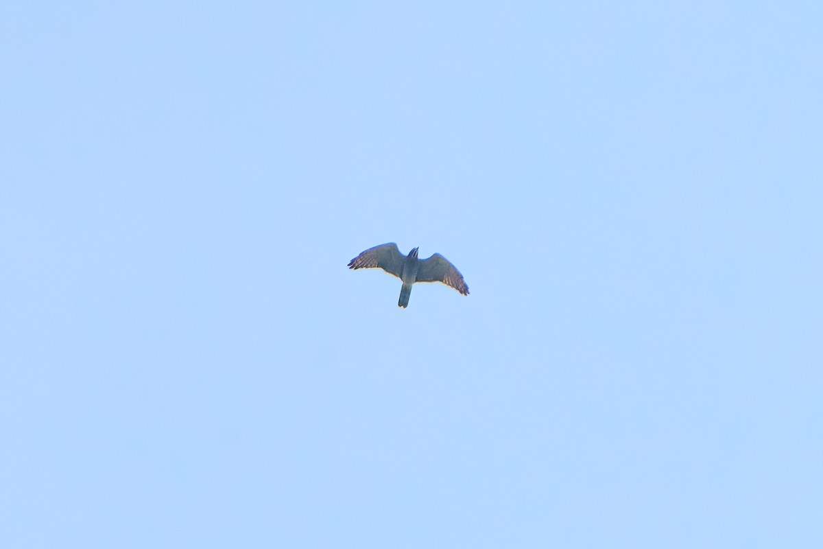 Gray-faced Buzzard - ML610554168