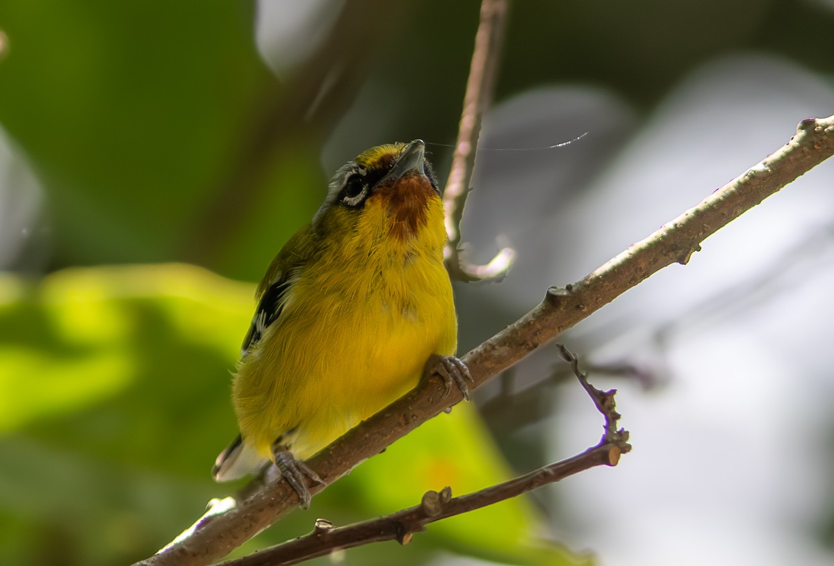 Rotstirn-Würgervireo - ML610554185