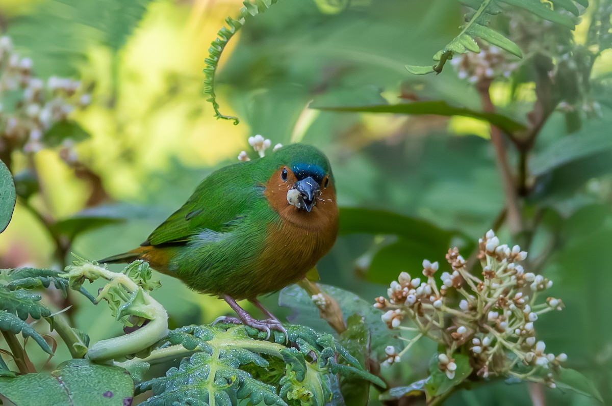 Tawny-breasted Parrotfinch - ML610554241