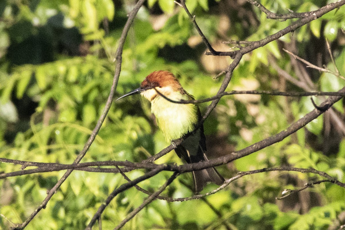 Chestnut-headed Bee-eater - ML610554322