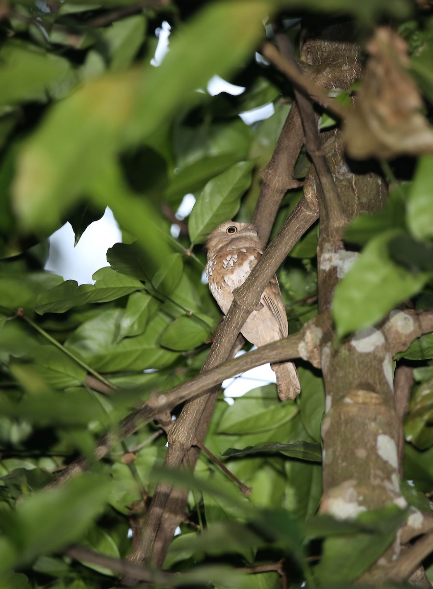 Javan Frogmouth - ML610554407