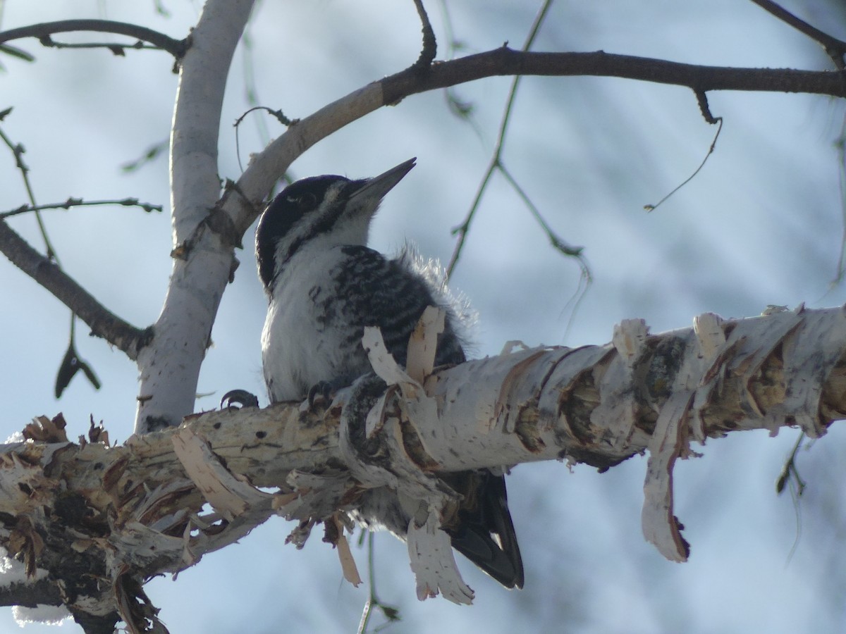 Black-backed Woodpecker - Parker Hughes