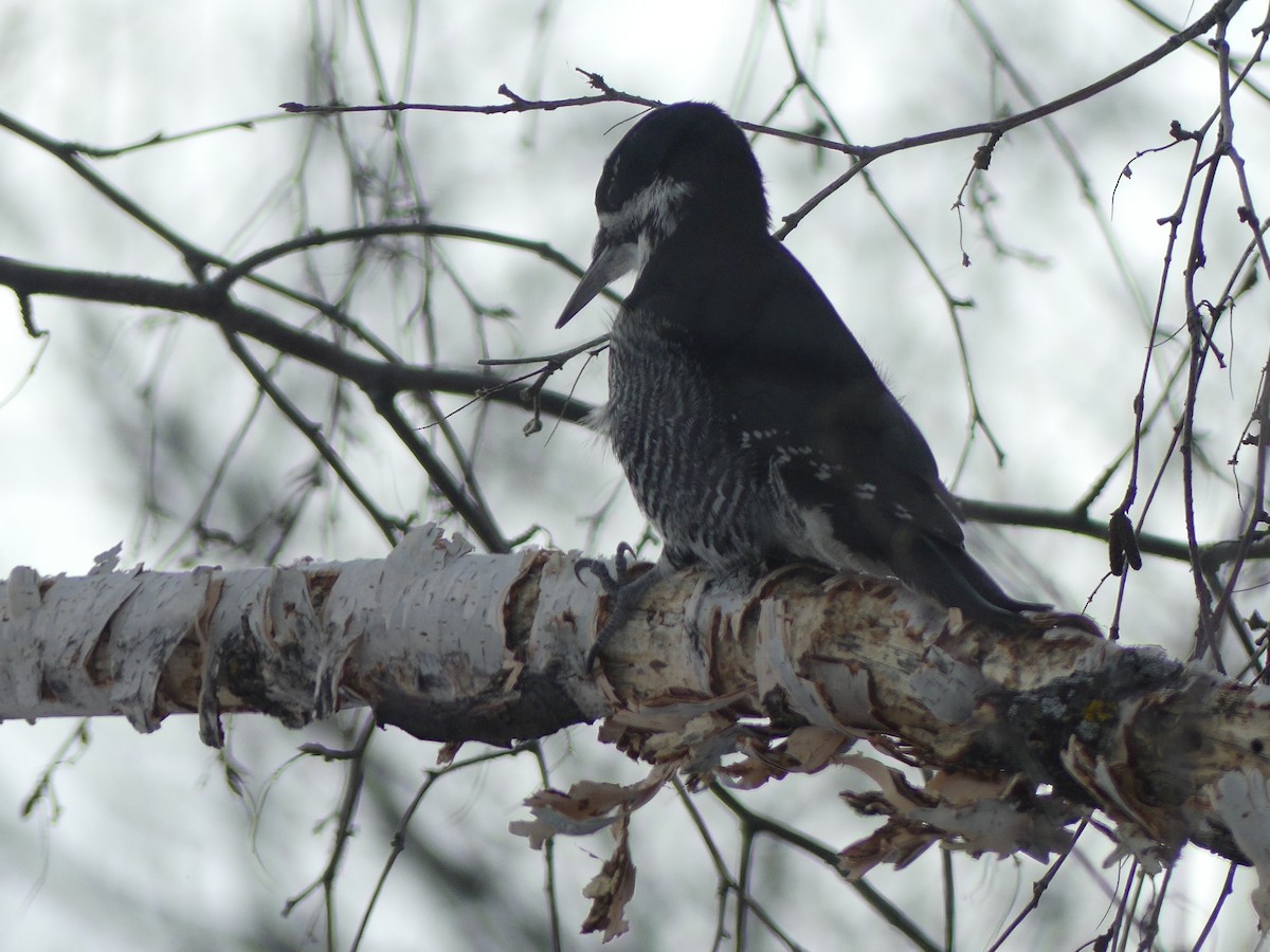 Black-backed Woodpecker - Parker Hughes