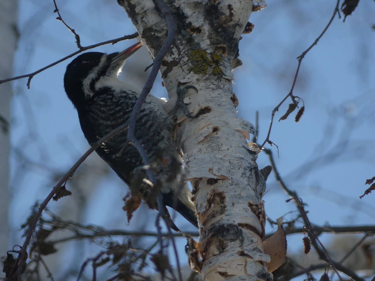 Black-backed Woodpecker - Parker Hughes