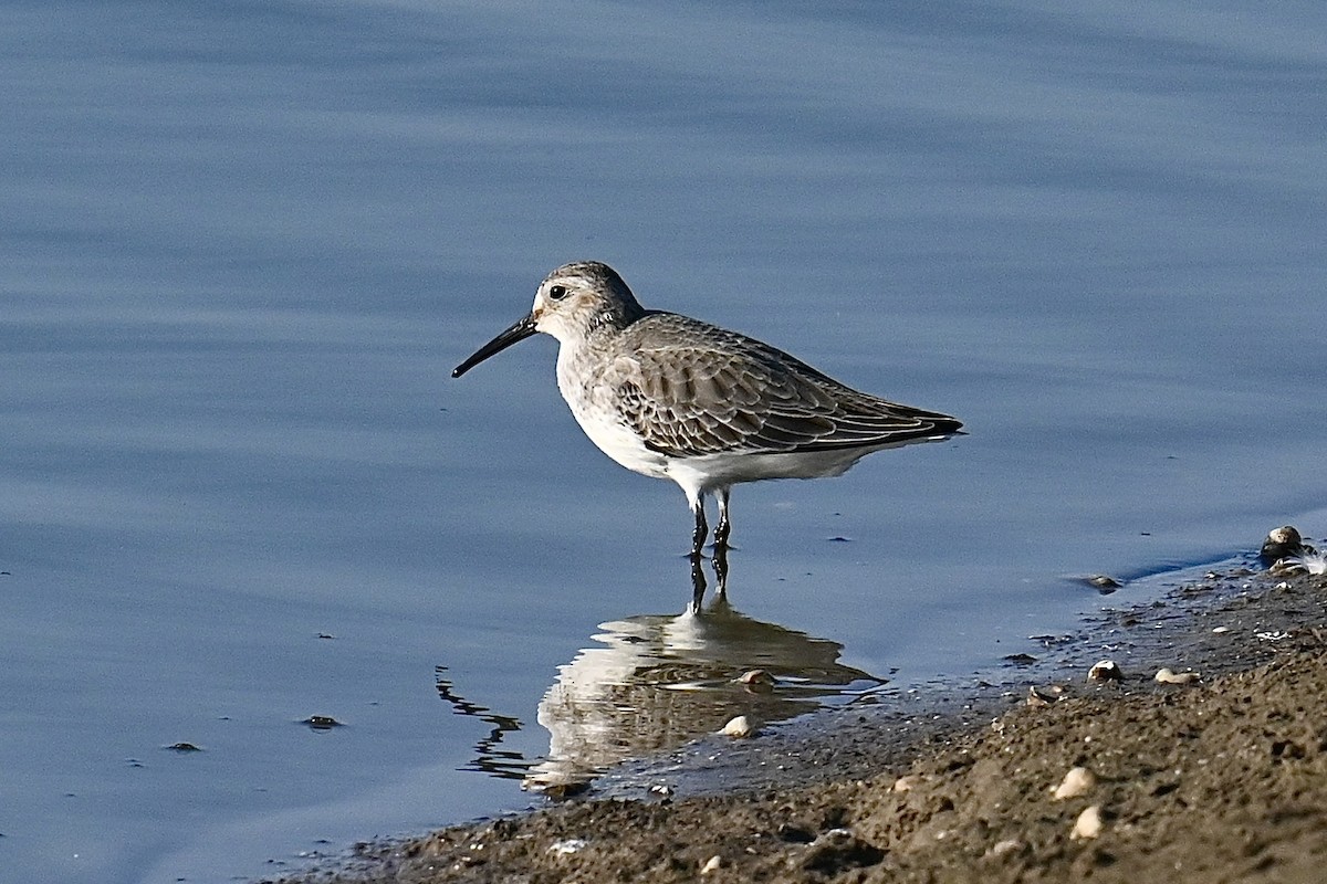 Dunlin - ML610554681