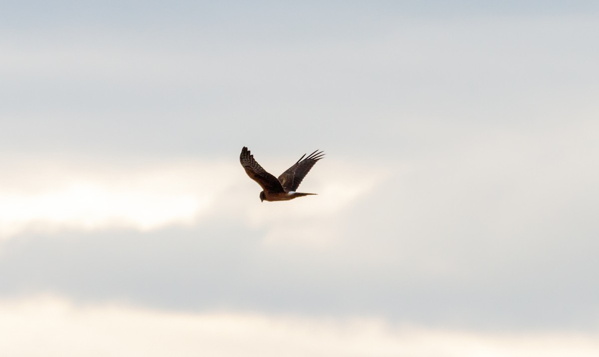 Northern Harrier - ML610554689
