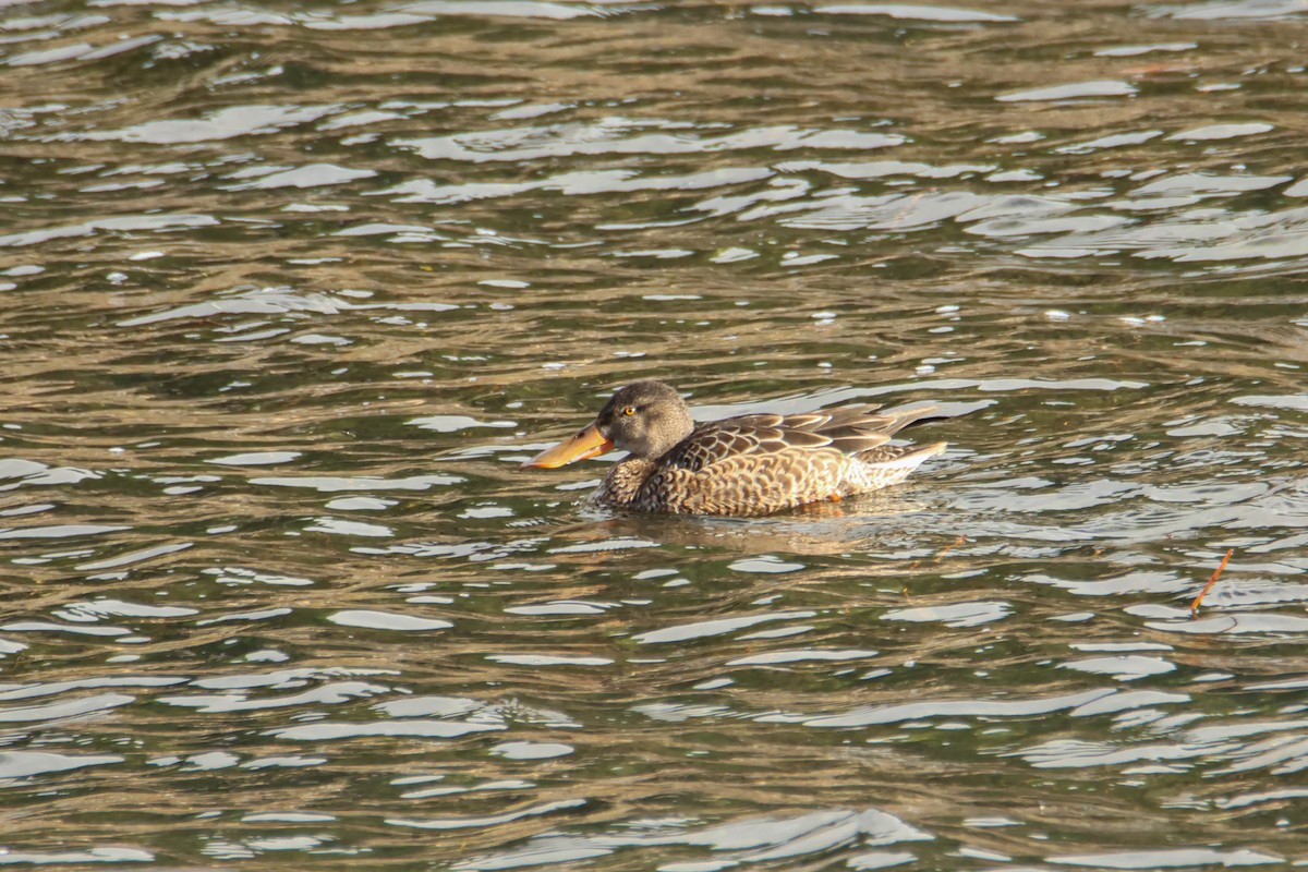 Northern Shoveler - ML610554692