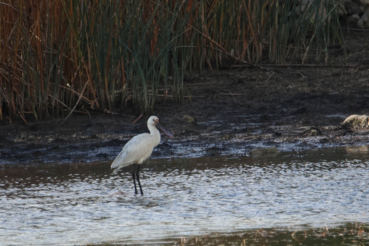 Eurasian Spoonbill - ML610554696