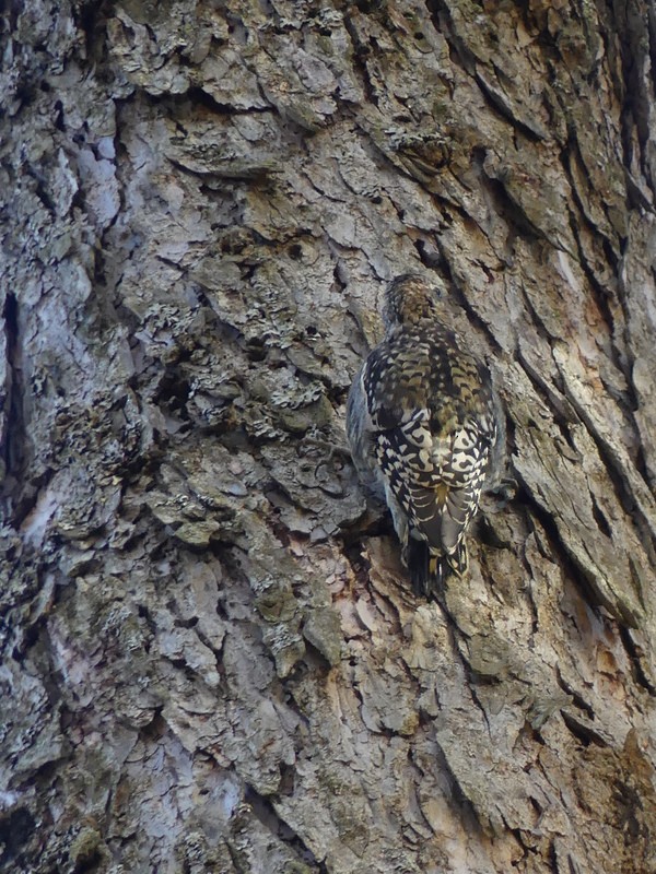 Yellow-bellied Sapsucker - ML610554697