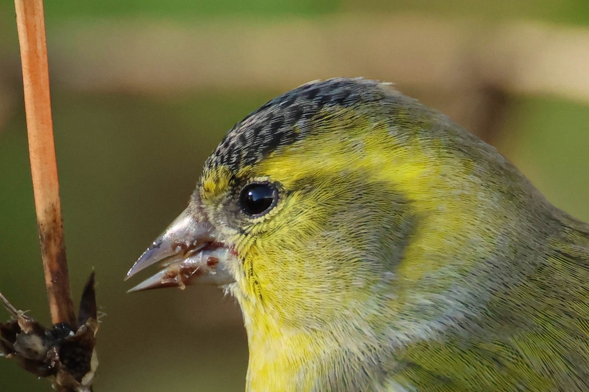 Eurasian Siskin - ML610554713