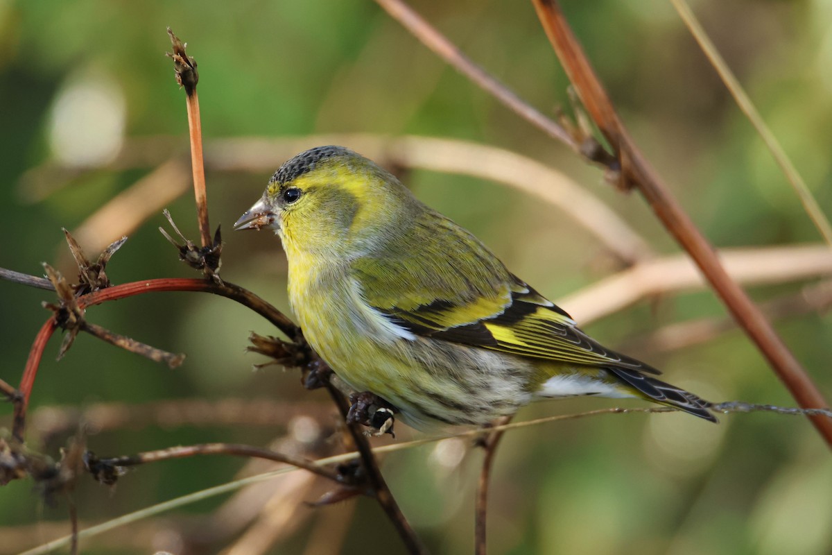 Eurasian Siskin - Alejandro Sanz