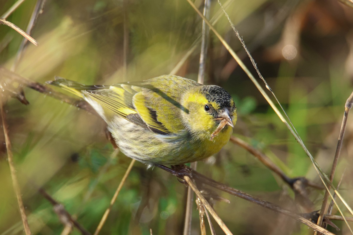 Eurasian Siskin - ML610554715