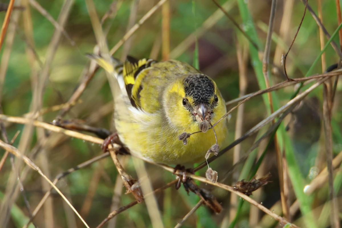 Eurasian Siskin - ML610554717