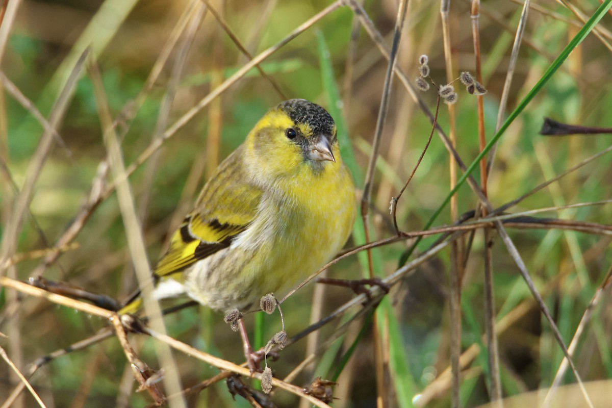 Eurasian Siskin - ML610554718