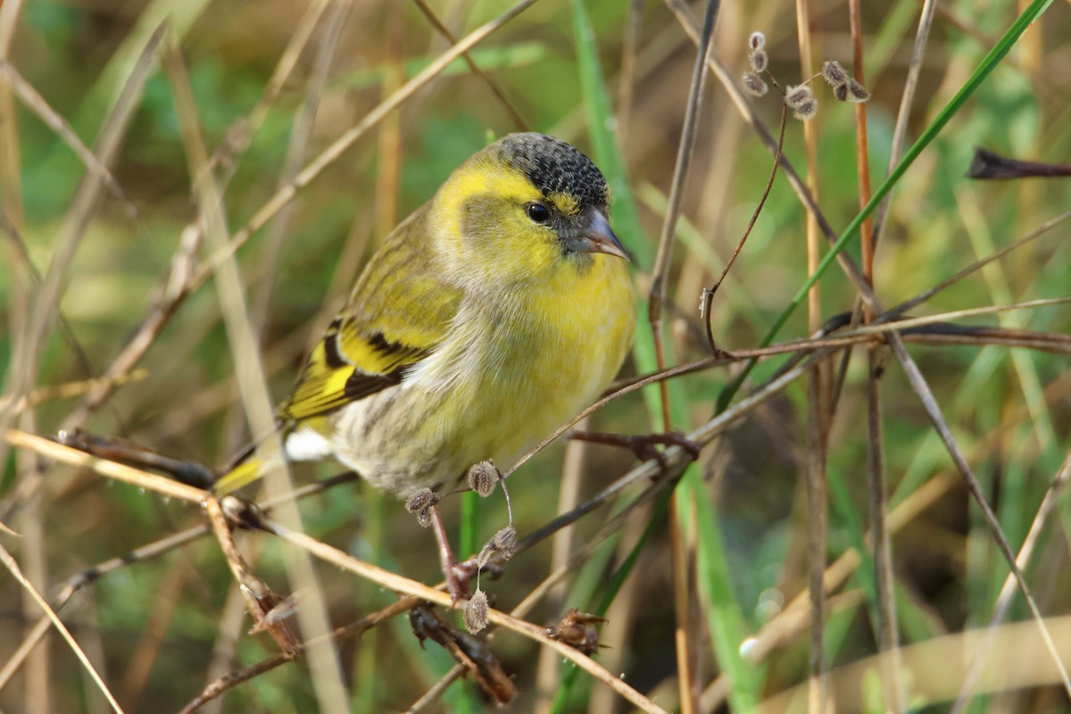 Eurasian Siskin - ML610554719