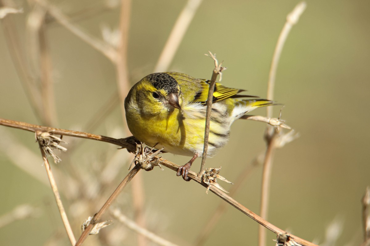 Eurasian Siskin - ML610554720