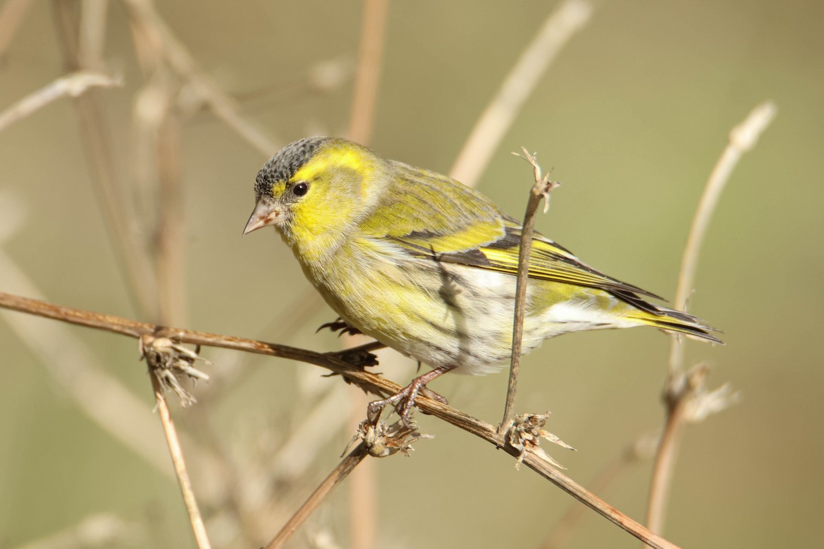 Eurasian Siskin - ML610554721