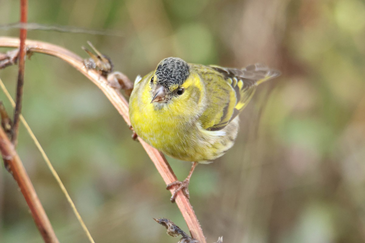 Eurasian Siskin - ML610554722