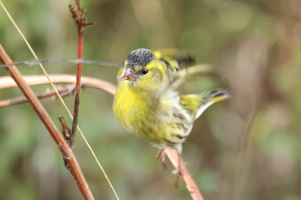 Eurasian Siskin - ML610554723