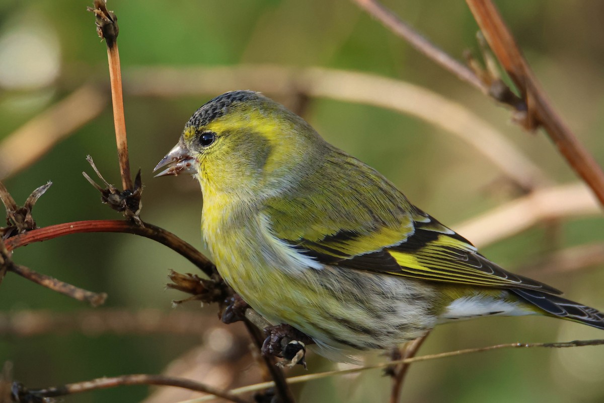 Eurasian Siskin - ML610554725