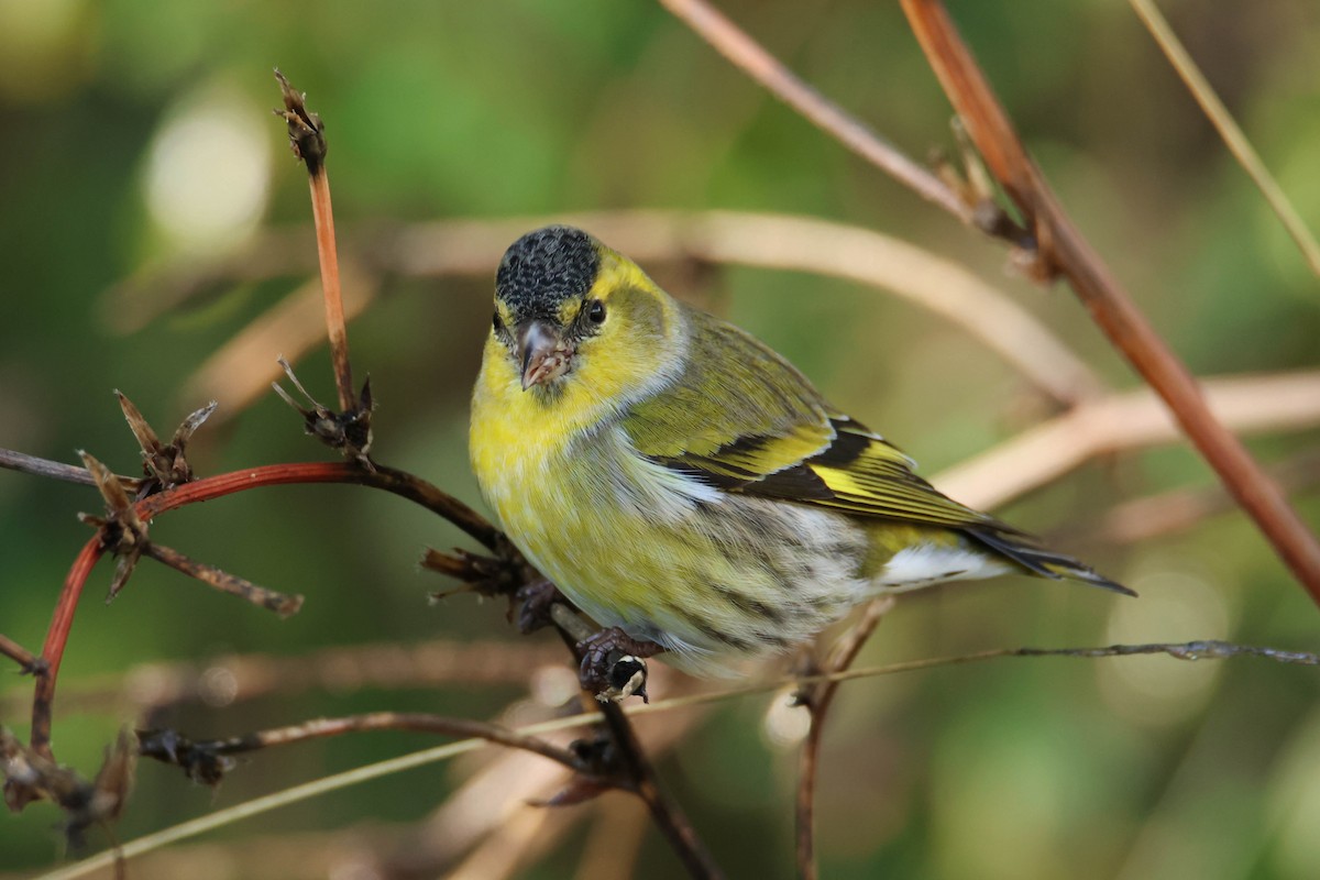 Eurasian Siskin - Alejandro Sanz