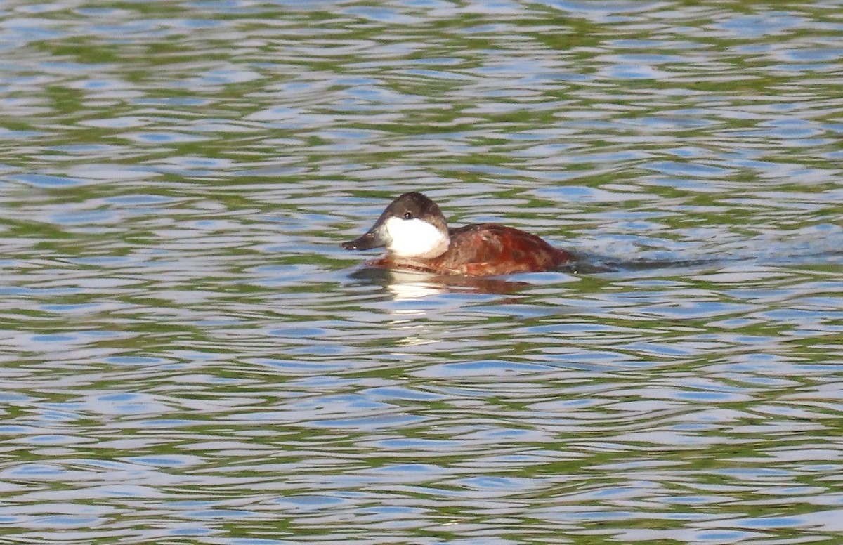 Ruddy Duck - ML610554732