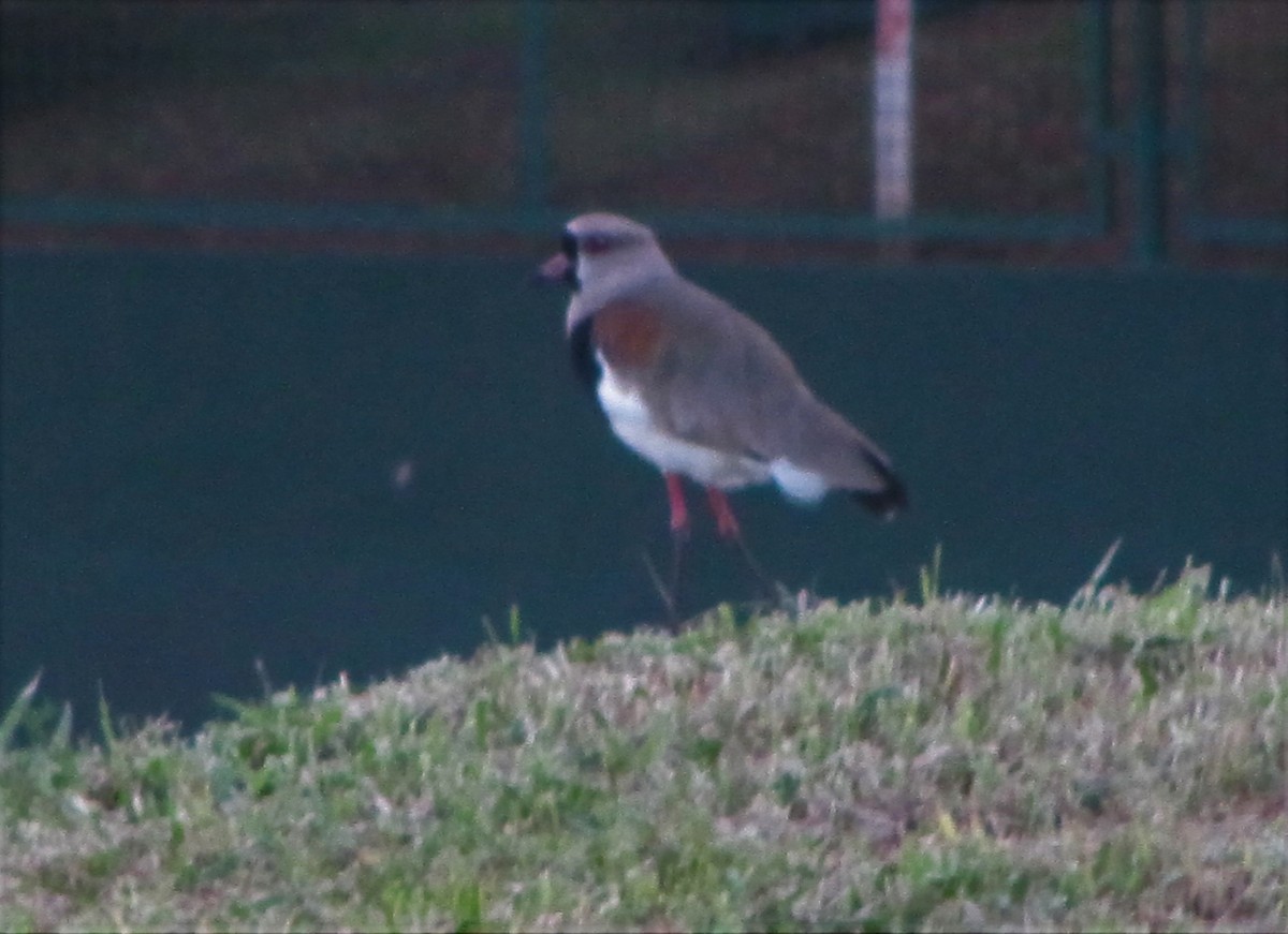 Southern Lapwing - ML610554762